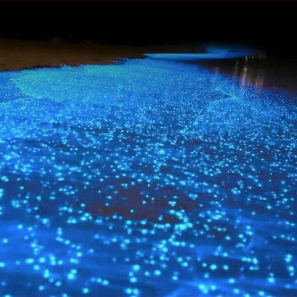Holbox-Quintana-Roo-Bioluminiscencia